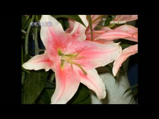 technology of growing lilies (part 2). • lily b ih (baihe), or b ih hu (baihe hua, lily flower).