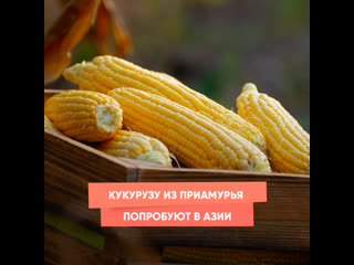 corn from the amur region will be tasted in asia