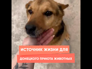 source of life for donetsk animal shelter