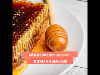 honey from yakutia will be taken to dubai and shanghai