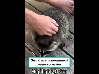 uncle raccoons