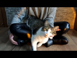 asmr sound of skin girl in leather leggings and cat )