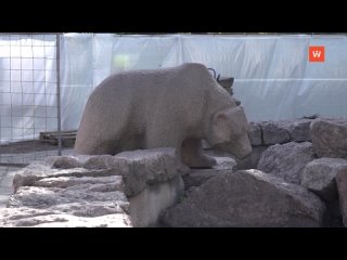 in vyborg, a fountain with a bear is being restored